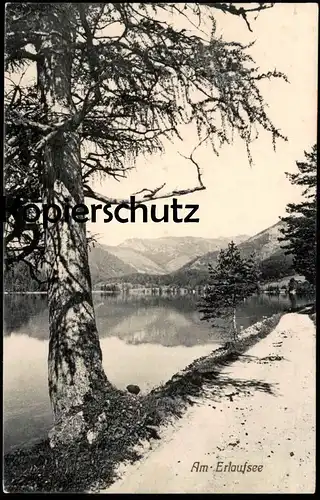 ALTE POSTKARTE AM ERLAUFSEE MARIAZELL STEIERMARK ÖSTERREICH Tanne tree See lake cpa postcard Ansichtskarte