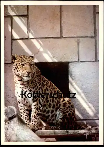 ÄLTERE POSTKARTE LEOPARD CINSKY PANTHERA CHINENSIS LOVI VTAKY JASTERICE Gefangenschaft Zoo Panther postcard Bratislava