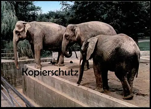 ÄLTERE POSTKARTE OSNABRÜCK OSNABRÜCKER ZOO ELEFANTEN elephant Elefant elephants tusker Ansichtskarte postcard cpa AK