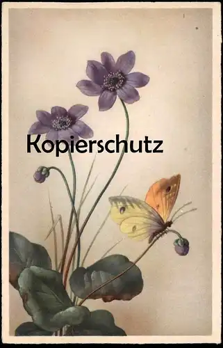 ALTE KÜNSTLER POSTKARTE SCHMETTERLING AUF BLUME flower fleur butterfly papillon cpa postcard AK Ansichtskarte