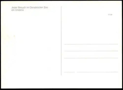ÄLTERE POSTKARTE OSNABRÜCK OSNABRÜCKER ZOO ELEFANTEN ZEBRA elephant Elefant elephants tusker Ansichtskarte postcard cpa