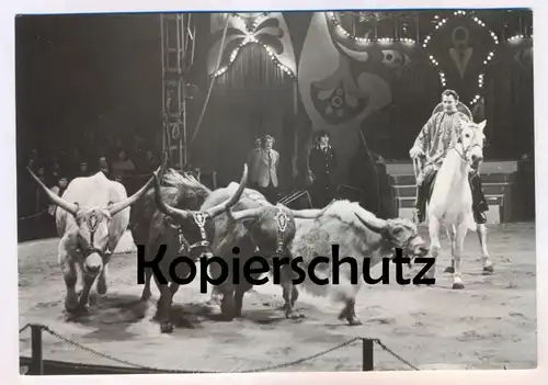 ÄLTERE POSTKARTE STAATSZIRKUS DER DDR EXOTEN-DRESSUR BÜFFEL UWE SCHWICHTENBERG Schimmel buffalo circus Zirkus Cirque cpa