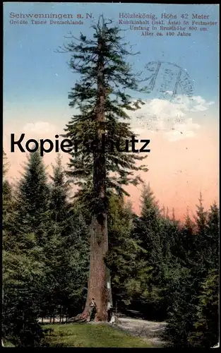 ALTE POSTKARTE GRÖSSTE TANNE SCHWENNINGEN HÖLZLEKÖNIG BIGGEST TREE VILLINGEN arbre Baum AK Ansichtskarte cpa postcard