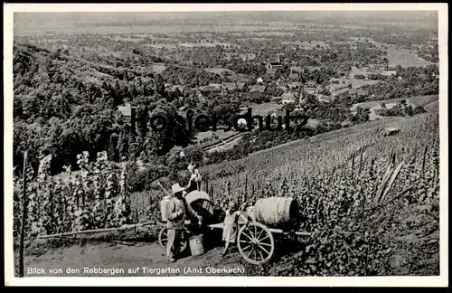 ALTE POSTKARTE BLICK VON DEN REBBERGEN AUF TIERGARTEN AMT OBERKIRCH PFLANZENSCHUTZ WEIN WEINLESE Ansichtskarte postcard