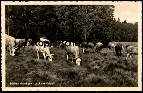 ÄLTERE POSTKARTE SCHÖNES THÜRINGEN AUF DER WEIDE WIESE KUH Kühe cow vache cows Rinder cpa postcard Ansichtskarte AK