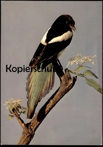 ÄLTERE POSTKARTE MÜNSTER WESTFALEN WESTFÄLISCHES LANDESMUSEUM ELSTER magpie pie cpa postcard AK Ansichtskarte
