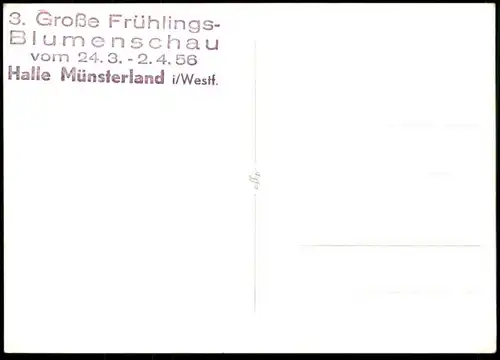 ALTE POSTKARTE MÜNSTER WESTFALEN GROSSE FRÜHLINGSBLUMENSCHAU HALLE MÜNSTERLAND 1956 cpa postcard AK Ansichtskarte