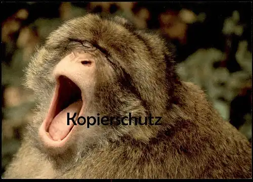 POSTKARTE BERBERAFFE MAKAKEN GÄHNENDER AFFE barbary yawning ape magot monkey macaque Tier animal Gähnen postcard