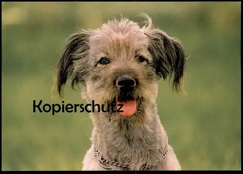 POSTKARTE HUND MIT HERAUSHÄNGENDER ZUNGE UND HALSBAND dog chien Ansichtskarte AK postcard cpa