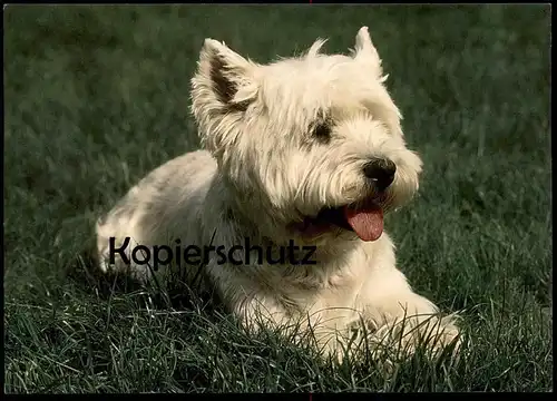 POSTKARTE WEST HIGHLAND WHITE TERRIER LIEGEND Westie Westies Hund dog chien cpa postcard Ansichtskarte AK