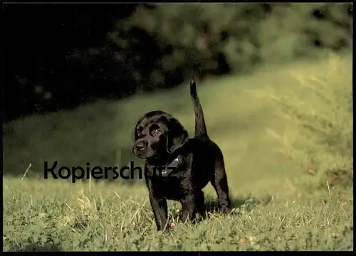 POSTKARTE SCHWARZER HUND WELPE dog puppy pup chien petit chiot Ansichtskarte AK postcard cpa
