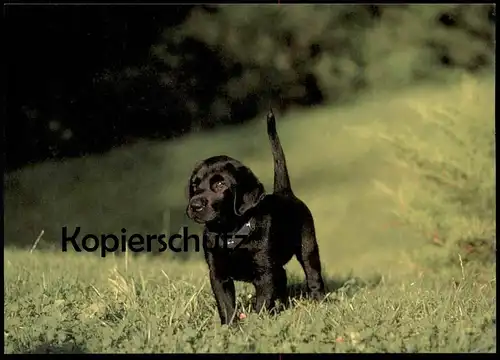 POSTKARTE SCHWARZER LABRADOR RETRIEVER HUND WELPE dog puppy pup chien petit chiot Ansichtskarte AK postcard cpa