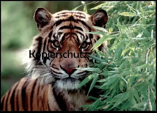 POSTKARTE TIGER DSCHUNGEL Bambus Raubkatze Katze Grosskatze big cat of prey le félin Ansichtskarte postcard cpa AK