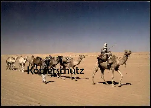 POSTKARTE KAMELE Kamele Kamel camel camels chameau Dromedar Wüste desert Kameltreiber dromedary dromadaire postcard cpa