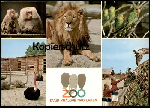 POSTKARTE ZOO DVUR KRÁLOVÉ NAD LABEM LÖWE PAVIAN STRAUSS GIRAFFE lion jardin zoologique postcard cpa Ansichtskarte AK
