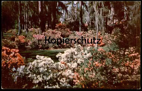 ÄLTERE POSTKARTE AZALEAS IN FULL BLOOM WITH SPANISH MOSS SAVANNAH BOTANIK PFLANZEN BLUMEN Wormsloe Garden Azalee botany