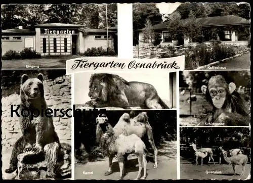 ÄLTERE POSTKARTE OSNABRÜCK TIERGARTEN OSNABRÜCKER ZOO BÄR SCHIMPANSE GUANAKO KAMEL ours bear camel AK cpa postcard