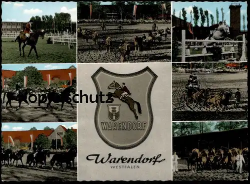 ALTE POSTKARTE HENGSTPARADE LANDGESTÜT WARENDORF Hengst Pferde horses horse Pferd postcard cpa Ansichtskarte Reitsport