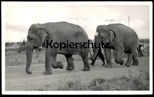ALTE POSTKARTE ELEFANTEN PRAHA 1957 Prag Zirkus circus elephant Elefant elephants tusker Ansichtskarte postcard cpa AK