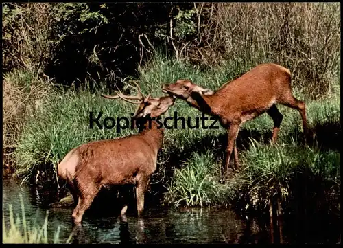 ÄLTERE POSTKARTE ROTWILD BELAUSCHTE NATUR REH HIRSCH Rehe Hirsche Roe fallow deer daim chevreuil cerf cpa AK postcard