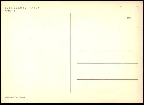 ÄLTERE POSTKARTE ROTWILD BELAUSCHTE NATUR REH HIRSCH Rehe Hirsche Roe fallow deer daim chevreuil cerf cpa AK postcard