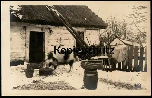 ALTE ORIGINAL FOTO POSTKARTE HAUSSCHWEIN BAUERNHOF KOTTEN Bauernhaus Farm Schwein pig cochon postcard Ansichtskarte cpa