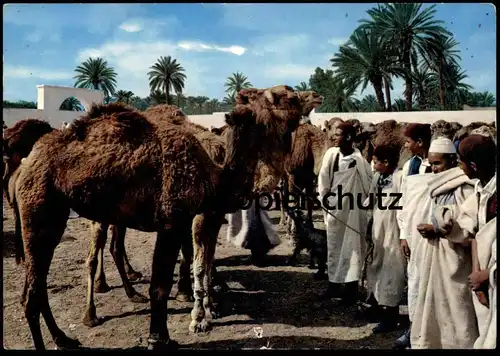 ÄLTERE POSTKARTE LIBYA CATTLE MARKET MERCATO BESTIAME CAMEL TRIPOLI  LIBYEN Tripolis Libiya cpa postcard Ansichtskarte