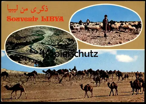 ÄLTERE POSTKARTE LIBYA SOUVENIR LIBIA KAMELE KAMEL LIBYEN Libiya camel camels cpa postcard Ansichtskarte AK