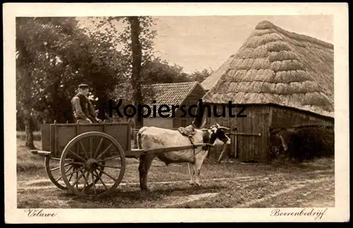 ALTE POSTKARTE VELUWE BOERENBEDRYF BOEREN BEDRYF Bauer Karren Kuh cow Nederland Niederlande Holland netherlands postcard