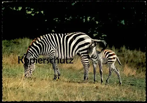 ÄLTERE POSTKARTE ZEBRAS GRASENDES ZEBRA MIT JUNGTIER MUTTER MIT NACHWUCHS cub young animal postcard AK cpa Ansichtskarte