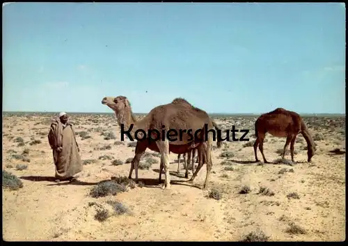 ÄLTERE POSTKARTE LIBYA LIBIA KAMELE SÄUGENDES KAMEL LIBYEN Libiya camel camels in the desert chameau cpa postcard AK