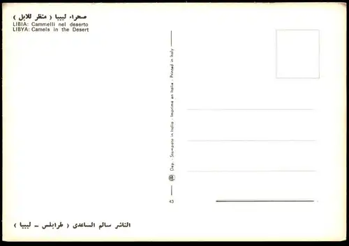 ÄLTERE POSTKARTE LIBYA LIBIA KAMELE SÄUGENDES KAMEL LIBYEN Libiya camel camels in the desert chameau cpa postcard AK