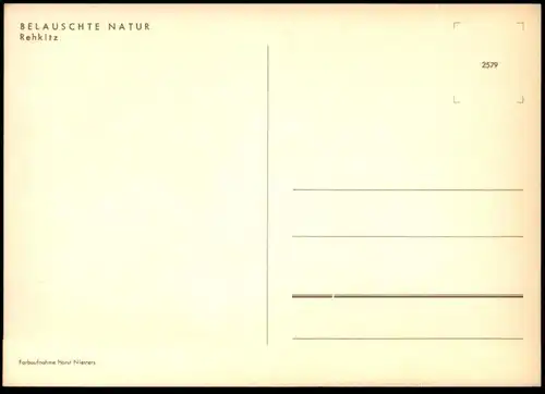 ÄLTERE POSTKARTE REHKITZ BELAUSCHTE NATUR REH HIRSCH Roe fallow deer daim chevreuil cerf cpa AK Ansichtskarte postcard