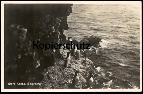 ALTE POSTKARTE STORA KARLSÖ SILLGRISSLOR TROTTELLUMME guillemot Sverige Sweden Schweden postcard cpa AK Ansichtskarte