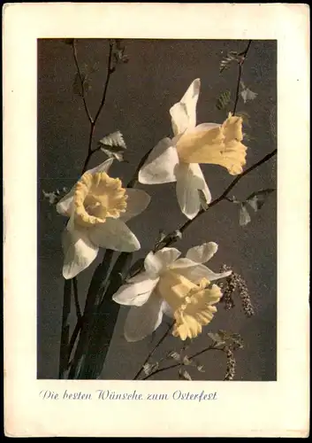 ALTE POSTKARTE BLUMEN NARZISSEN OSTERN 1941 Narcisse Daff Daffodil Daffodils Flowers Fleurs Stempel Berlin Rohrpost AK