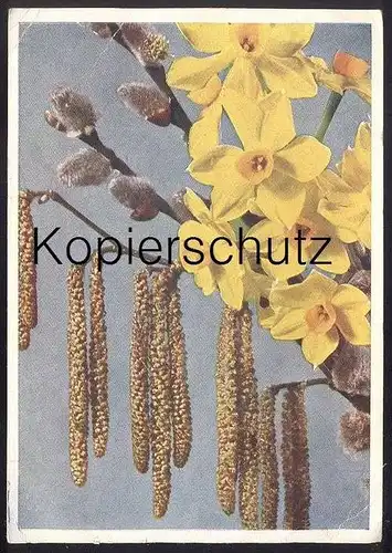 ALTE POSTKARTE BLUMEN NARZISSE Narcisse Daff Daffodil Daffodils Flowers Fleurs Stempel Chemnitz 1943 Nahrung ist Waffe