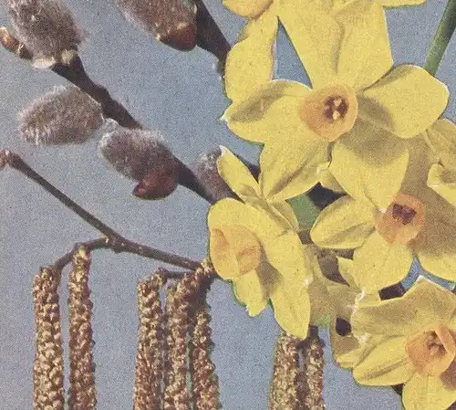 ALTE POSTKARTE BLUMEN NARZISSE Narcisse Daff Daffodil Daffodils Flowers Fleurs Stempel Chemnitz 1943 Nahrung ist Waffe