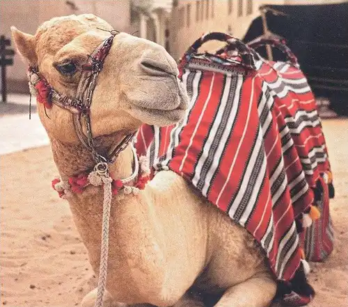 POSTKARTE DUBAI KAMEL DIE SONNE DUBAIS BRINGT JEDEN ZUM LÄCHELN ARABISCHE WEISHEIT camel chameau cpa postcard AK