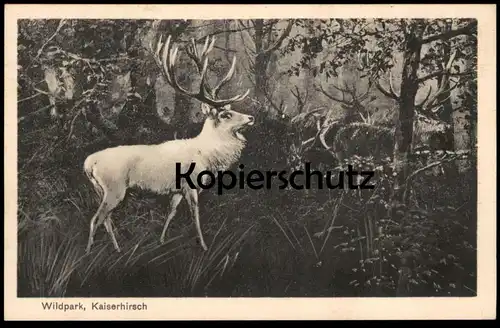 ALTE POSTKARTE WILDPARK BERLIN KAISERHIRSCH WEISSER HIRSCH REH REHE red deer cerf élaphe chevreuil cervo cpa postcard AK