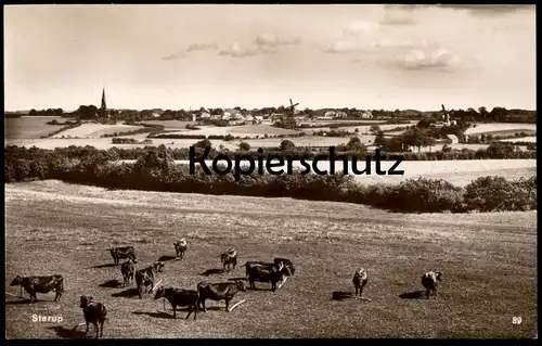 ALTE POSTKARTE STERUP BEI ANGELN WINDMÜHLE Kühe Cows Vaches Kuh Cow Windmill Windmolen Molen Moulin à vent postcard cpa