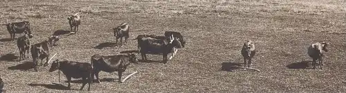 ALTE POSTKARTE STERUP BEI ANGELN WINDMÜHLE Kühe Cows Vaches Kuh Cow Windmill Windmolen Molen Moulin à vent postcard cpa