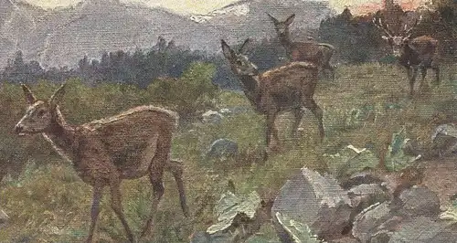 ALTE KÜNSTLER POSTKARTE REHE & HIRSCH SIGN. MATTEI Reh red deer cerf élaphe chevreuil cervo cpa postcard Ansichtskarte