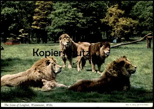 ÄLTERE POSTKARTE THE LIONS OF LONGLEAT WARMINSTER WILTS Lion Löwen Löwe Stamp Arbroath 1320 postcard cpa AK postcard