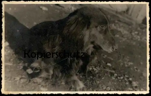 ALTES ORIGINAL FOTO DACKEL SEPPEL teckel basset dachshund Hund dog chien photo