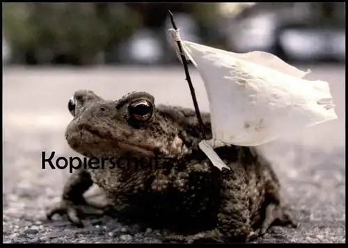 POSTKARTE FROSCH FRIEDENSFLAGGE WEISSE FLAGGE PARLAMENTÄRFLAGGE Fahne frog grenouille peace paix Friede cpa postcard AK