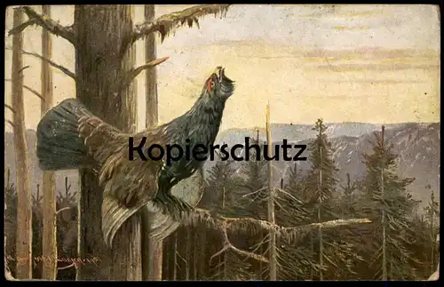 ALTE KÜNSTLER POSTKARTE SERIE HAAR- UND FEDERWILD MÜLLER JUN. MÜNCHEN 1901 AUERHAHN JAGD grouse AK postcard cpa