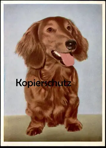 ÄLTERE POSTKARTE LANGHAARDACKEL DACKEL HUND LONG HAIRED BADGER BASSET Dachshund Teckel basset dog chien AK cpa postcard