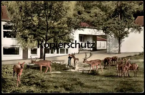 ÄLTERE POSTKARTE HENNEF SIEG HOTEL WINTERSCHEIDER MÜHLE BESITZER SCHUMACHER SCHEPLER HIRSCH REH DEER cpa postcard AK