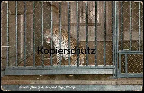 ALTE POSTKARTE LINCOLN PARK ZOO LEOPARD CAGE CHICAGO USA parque Raubtier-Käfig Tierpark AK Ansichtskarte postcard cpa