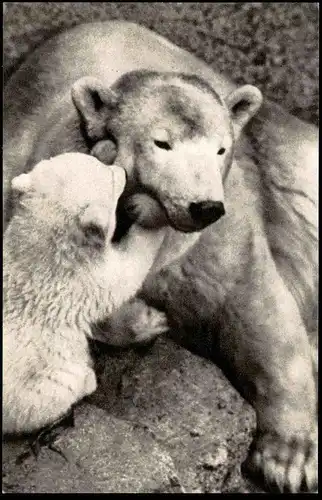 ÄLTERE POSTKARTE OURSE POLAIRE ET SON PETIT EISBÄR Bär blanc ice polar bear Comité National de l'enfance postcard cpa AK
